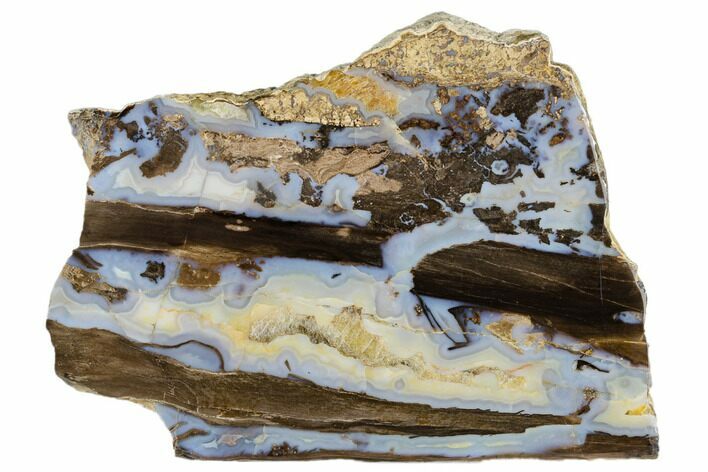 Polished Petrified Wood Limb (Schinoxylon) Section - Wyoming #184850